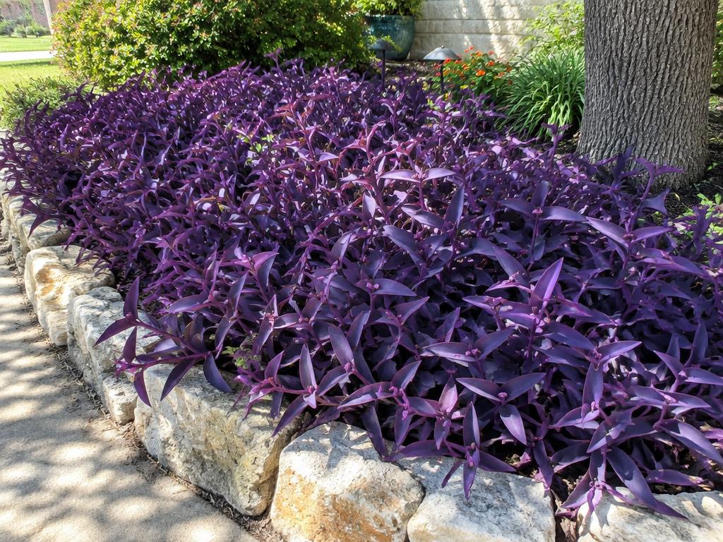 Established Purple Heart mother bed with dense purple foliage