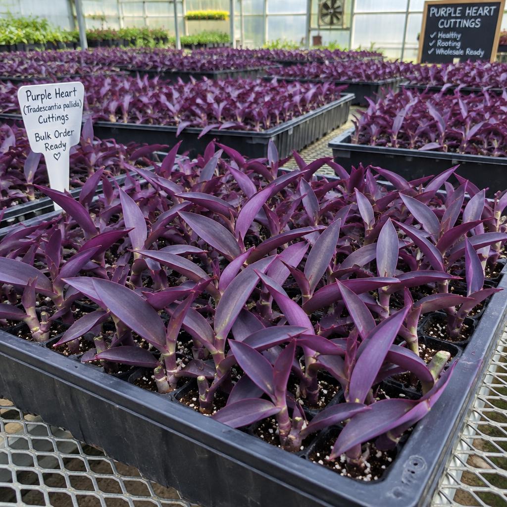 Custom Bulk Order — Purple Heart plant