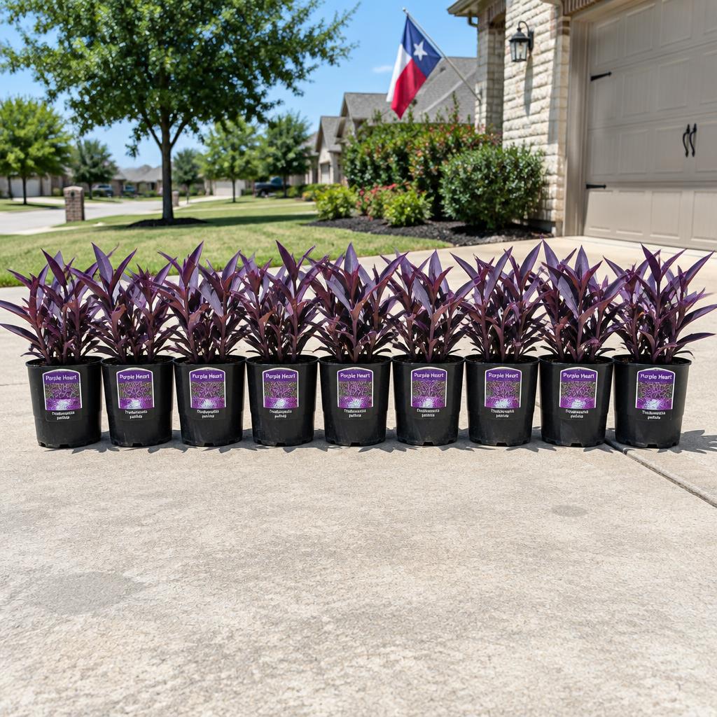 10-Plant Landscaping Bundle — Purple Heart plant