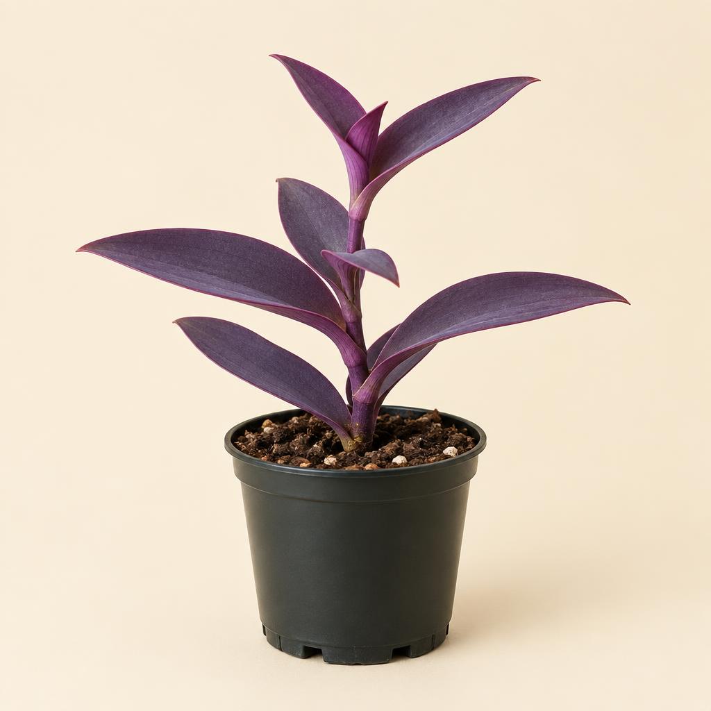 Rooted 4-Inch Starter Pot — Purple Heart plant