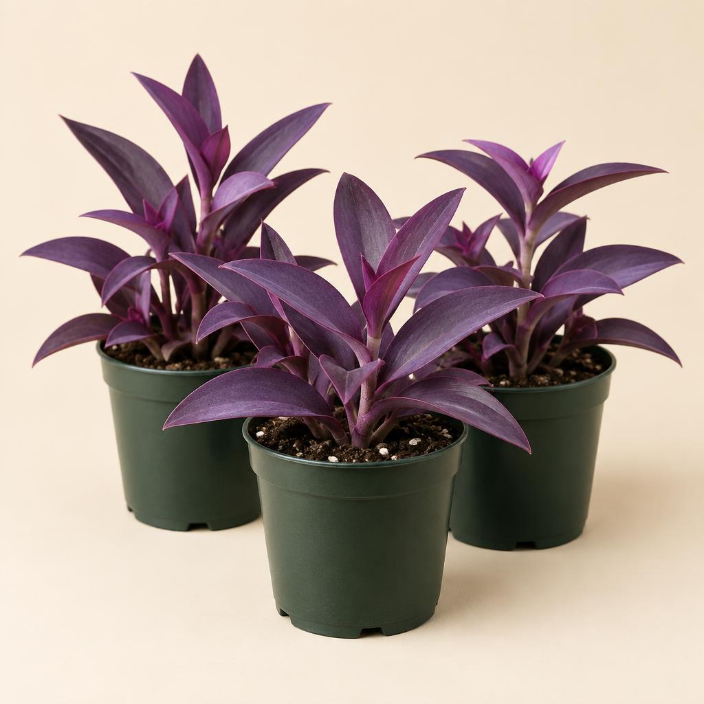 Three Starter Pots — Purple Heart plant